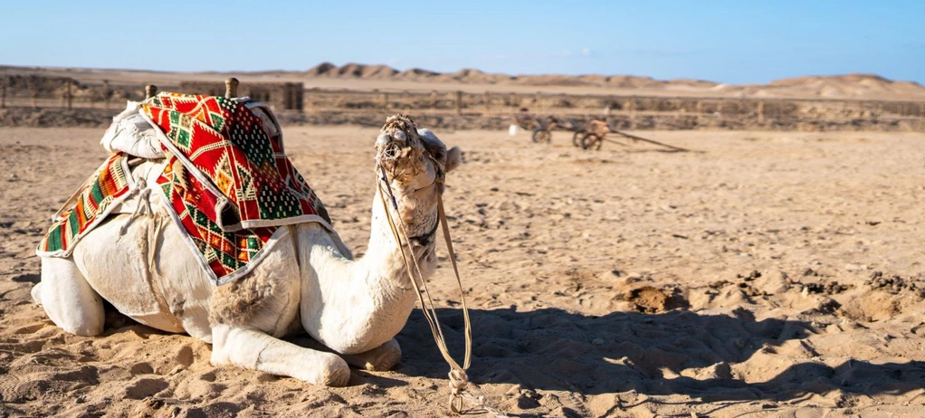  Egypt Desert Safari